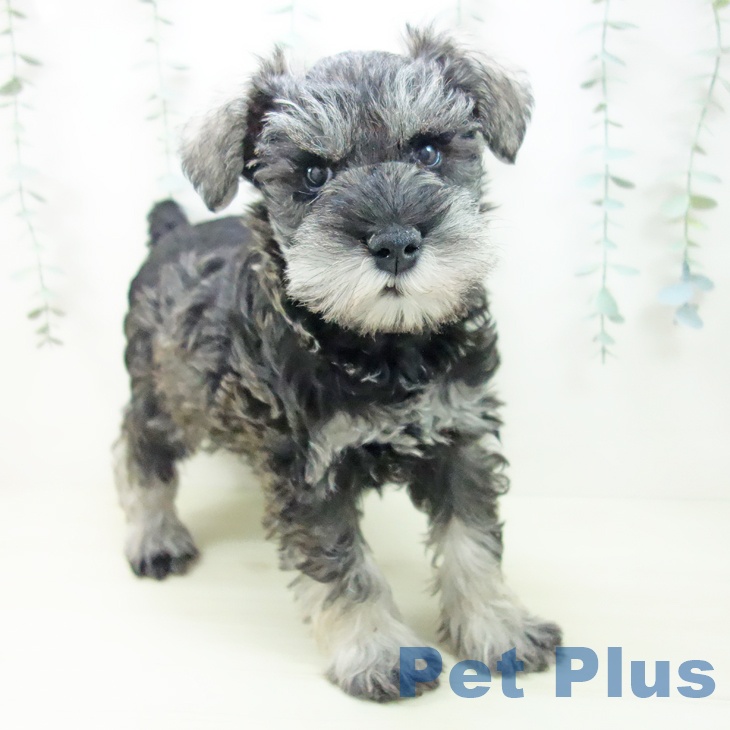 福井県のミニチュアシュナウザー (ペットプラス 福井店/2025年11月3日生まれ/男の子/ソルトペッパー)の子犬の2枚目の画像