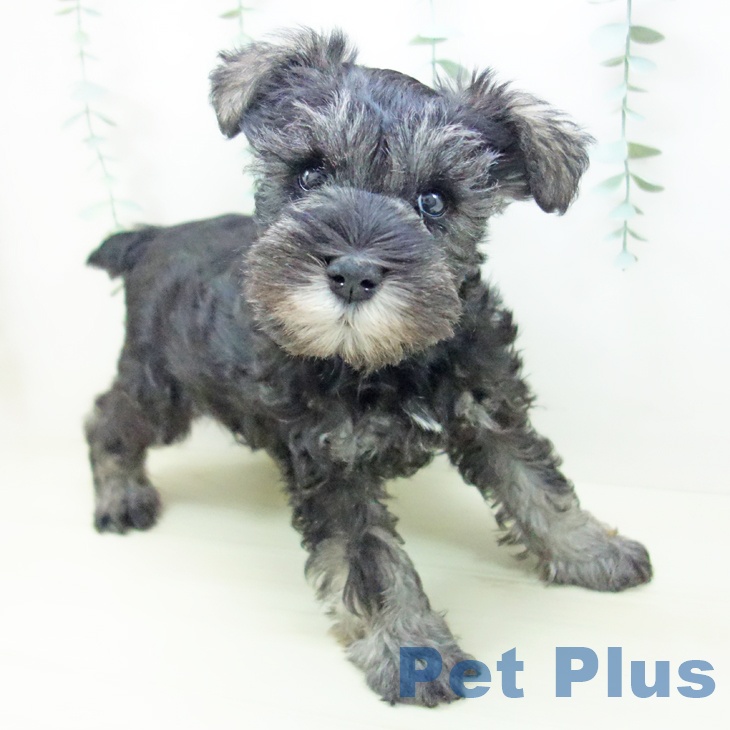 石川県のミニチュアシュナウザー (ペットプラス 新小松店/2025年11月3日生まれ/男の子/ソルトペッパー)の子犬の1枚目の画像