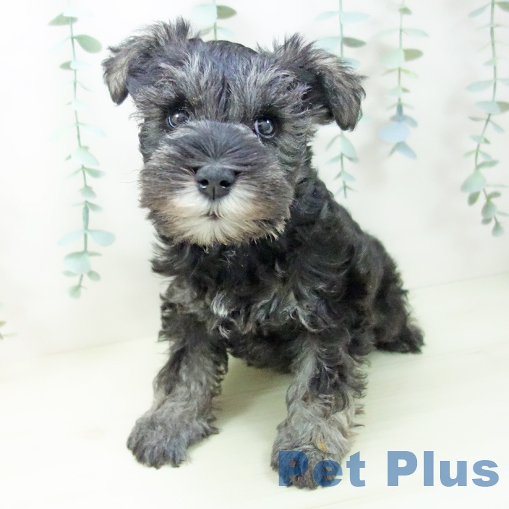 石川県のミニチュアシュナウザー (ペットプラス 新小松店/2025年11月3日生まれ/男の子/ソルトペッパー)の子犬の2枚目の画像