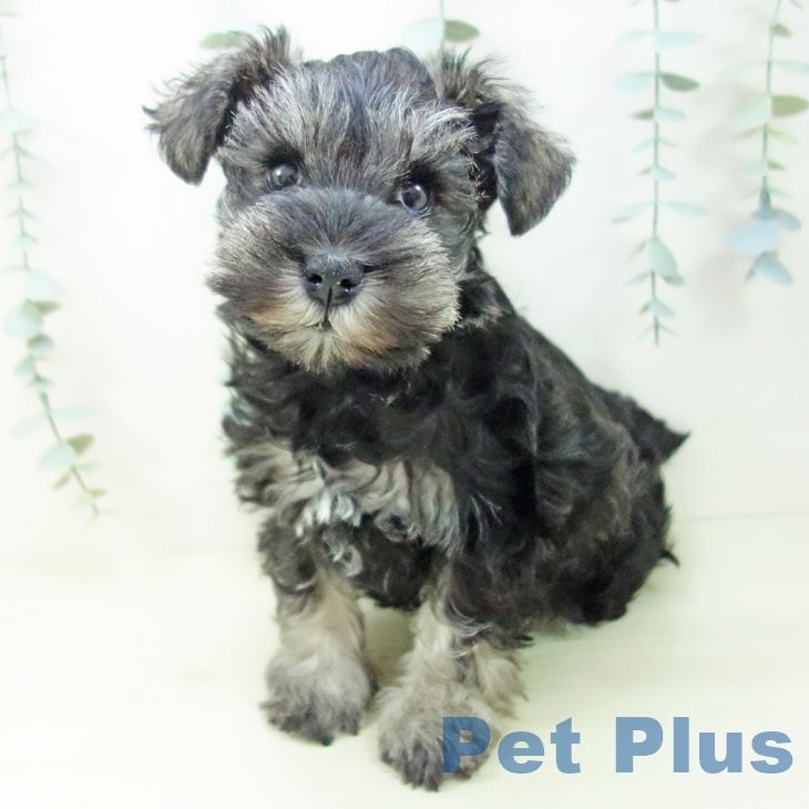 愛知県のミニチュアシュナウザー (ペットプラス 熱田店/2025年11月3日生まれ/女の子/ソルトペッパー)の子犬の1枚目の画像