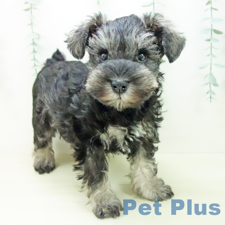愛知県のミニチュアシュナウザー (ペットプラス 熱田店/2025年11月3日生まれ/女の子/ソルトペッパー)の子犬の2枚目の画像
