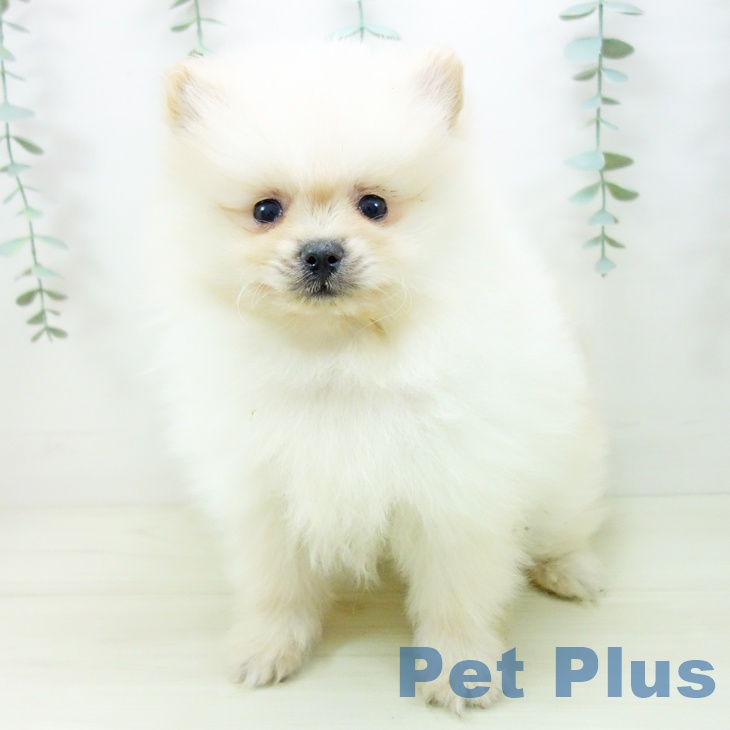 富山県のポメラニアン (ペットプラス 高岡店/2025年11月3日生まれ/男の子/クリーム)の子犬の1枚目の画像
