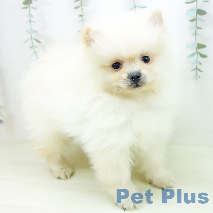 富山県のポメラニアン (ペットプラス 高岡店/2025年11月3日生まれ/男の子/クリーム)の子犬の2枚目の画像