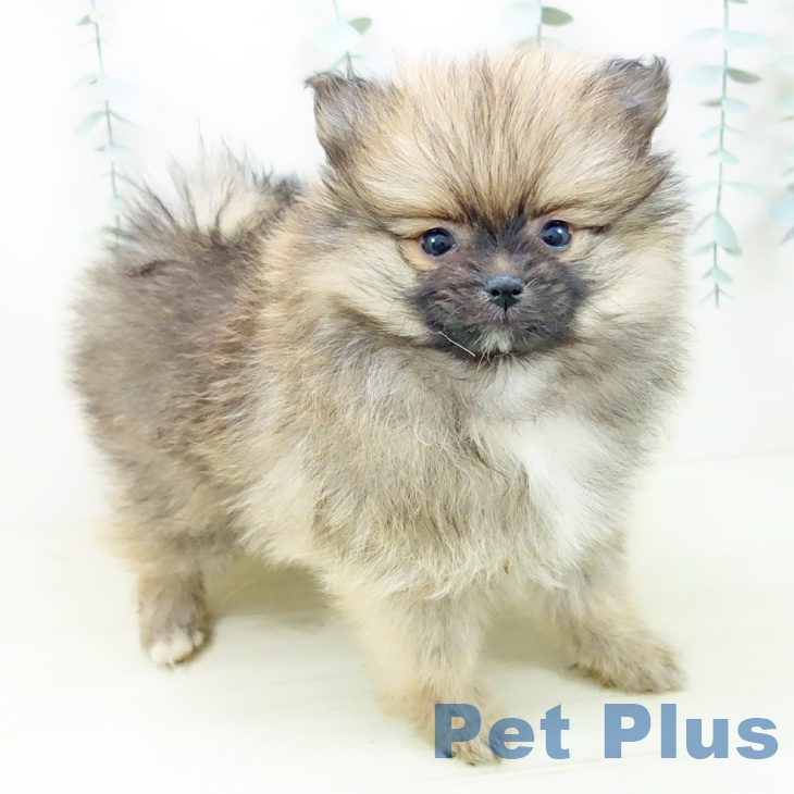 石川県のポメラニアン (ペットプラス 白山店/2025年11月3日生まれ/女の子/オレンジセーブル)の子犬の1枚目の画像