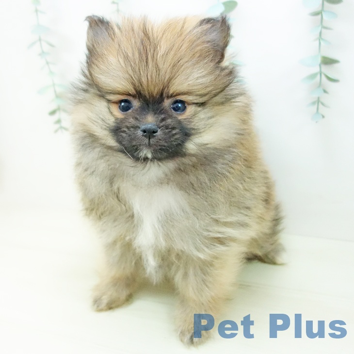 石川県のポメラニアン (ペットプラス 白山店/2025年11月3日生まれ/女の子/オレンジセーブル)の子犬の2枚目の画像