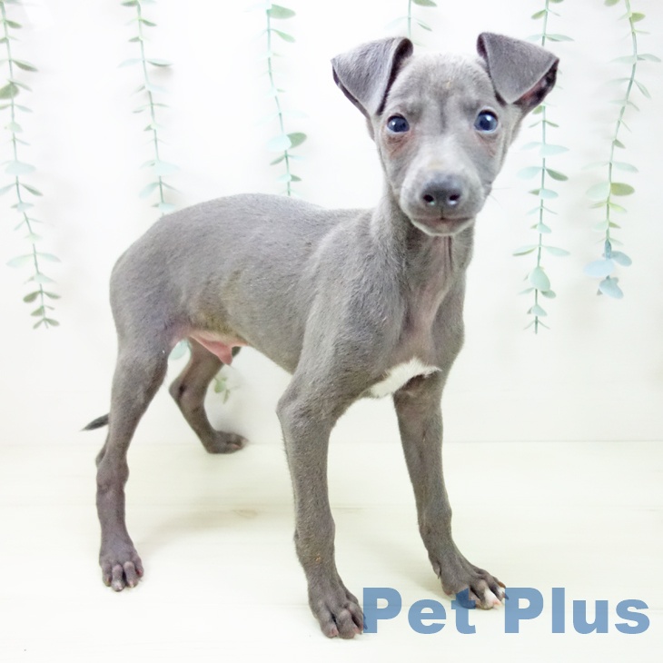 岐阜県のイタリアングレーハウンド (ペットプラス 各務原店/2025年11月2日生まれ/男の子/ブルーホワイトマーキングス)の子犬の1枚目の画像