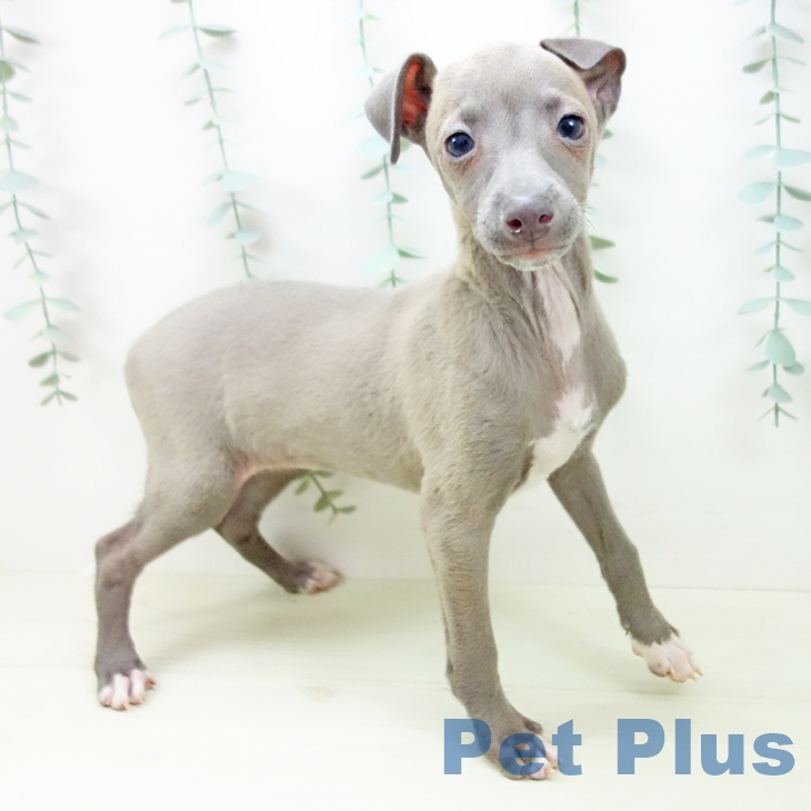 愛知県のイタリアングレーハウンド (ペットプラス 則武新町店/2025年11月2日生まれ/女の子/ブルーフォーンホワイトマーキングス)の子犬の1枚目の画像