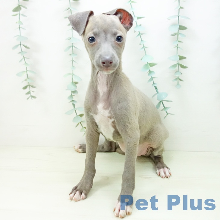 愛知県のイタリアングレーハウンド (ペットプラス 則武新町店/2025年11月2日生まれ/女の子/ブルーフォーンホワイトマーキングス)の子犬の2枚目の画像