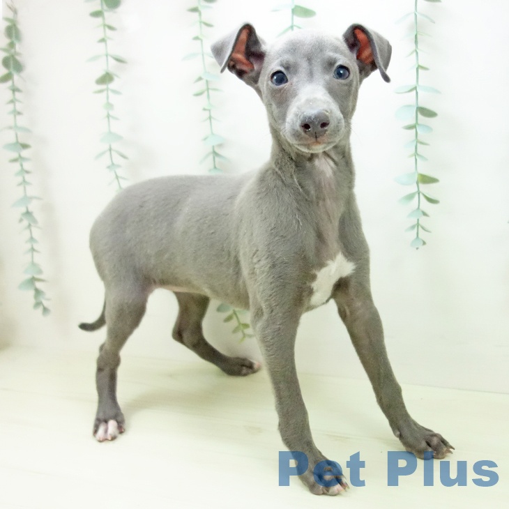 愛知県のイタリアングレーハウンド (ペットプラス イオンモール豊川店/2025年11月2日生まれ/女の子/ブルーホワイトマーキングス)の子犬の1枚目の画像