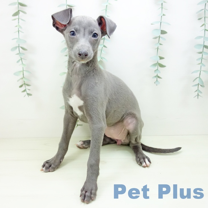 愛知県のイタリアングレーハウンド (ペットプラス イオンモール豊川店/2025年11月2日生まれ/女の子/ブルーホワイトマーキングス)の子犬の2枚目の画像