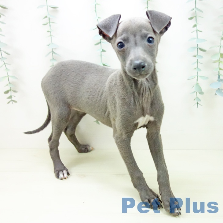 愛知県のイタリアングレーハウンド (ペットプラス みなと店/2025年11月2日生まれ/女の子/ブルーホワイトマーキングス)の子犬の1枚目の画像