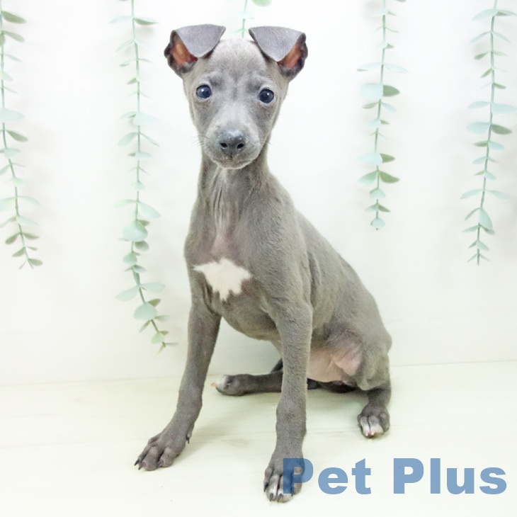 愛知県のイタリアングレーハウンド (ペットプラス みなと店/2025年11月2日生まれ/女の子/ブルーホワイトマーキングス)の子犬の2枚目の画像