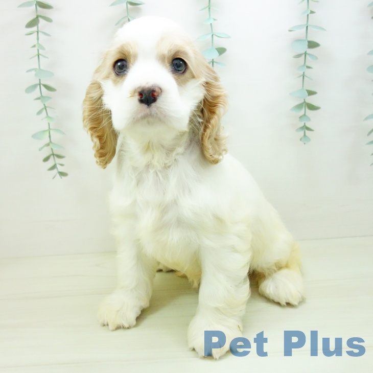 愛知県のアメリカンコッカースパニエル (ペットプラス ナゴヤドーム前店/2025年11月2日生まれ/女の子/バフホワイト)の子犬の1枚目の画像