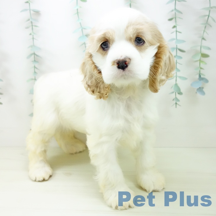 愛知県のアメリカンコッカースパニエル (ペットプラス ナゴヤドーム前店/2025年11月2日生まれ/女の子/バフホワイト)の子犬の2枚目の画像