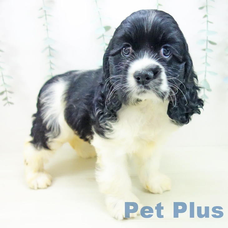 愛知県のアメリカンコッカースパニエル (ペットプラス 名古屋茶屋店/2025年11月2日生まれ/女の子/ブラックホワイト)の子犬の1枚目の画像