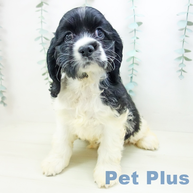 愛知県のアメリカンコッカースパニエル (ペットプラス 名古屋茶屋店/2025年11月2日生まれ/女の子/ブラックホワイト)の子犬の2枚目の画像