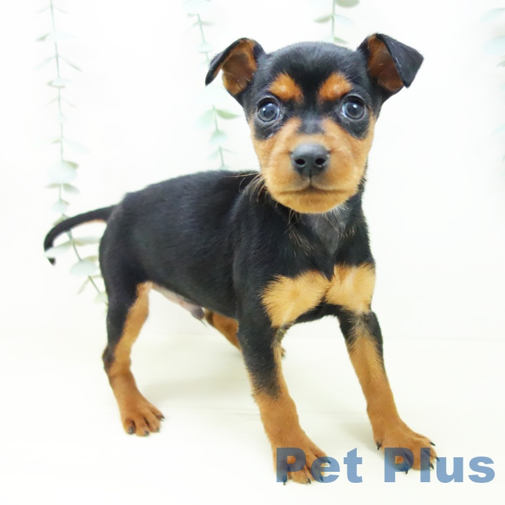 愛知県のミニチュアピンシャー (ペットプラス 熱田店/2025年11月3日生まれ/男の子/ブラックタン)の子犬の1枚目の画像