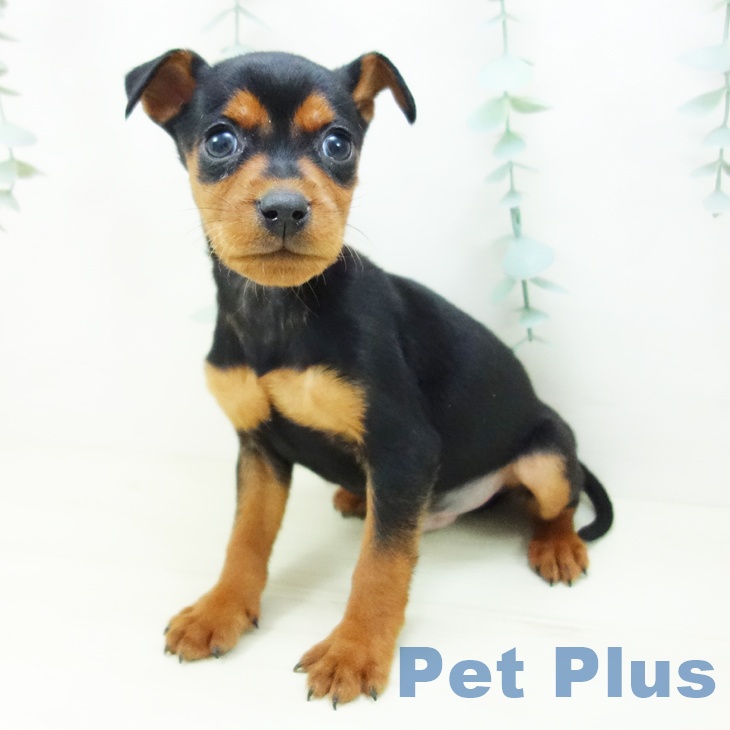 愛知県のミニチュアピンシャー (ペットプラス 熱田店/2025年11月3日生まれ/男の子/ブラックタン)の子犬の2枚目の画像