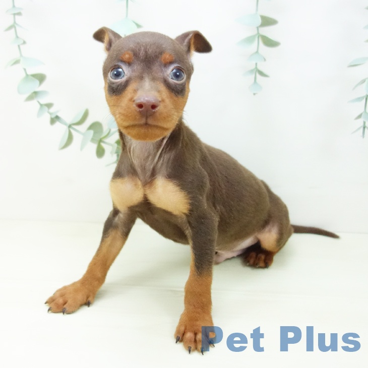 石川県のミニチュアピンシャー (ペットプラス 新小松店/2025年11月3日生まれ/男の子/チョコレートタン)の子犬の2枚目の画像