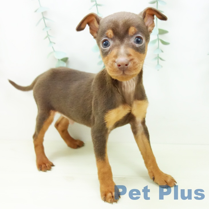 愛知県のミニチュアピンシャー (ペットプラス 千音寺店/2025年11月3日生まれ/男の子/チョコレートタン)の子犬の1枚目の画像