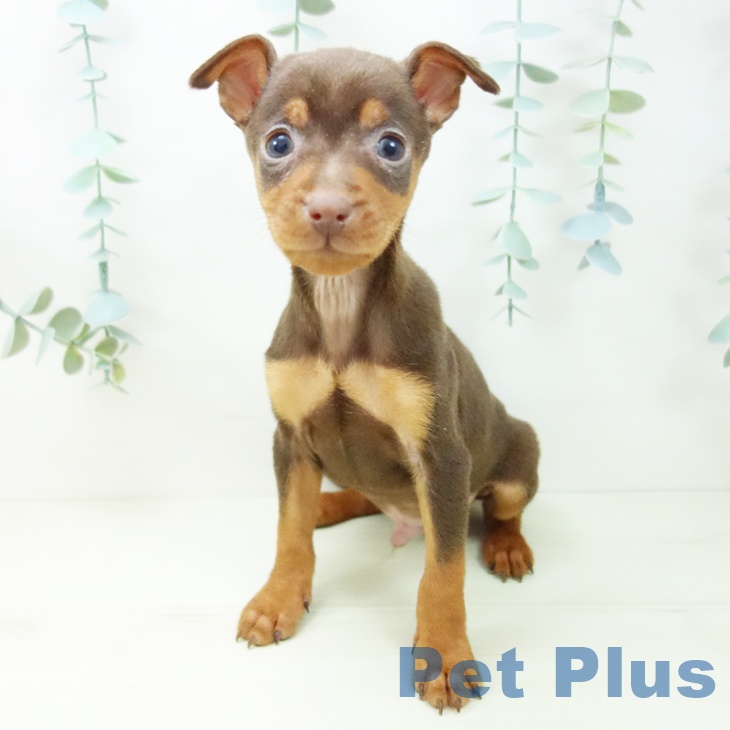 愛知県のミニチュアピンシャー (ペットプラス 千音寺店/2025年11月3日生まれ/男の子/チョコレートタン)の子犬の2枚目の画像