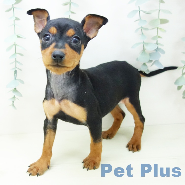 愛知県のミニチュアピンシャー (ペットプラス みなと店/2025年11月3日生まれ/女の子/ブラックタン)の子犬の1枚目の画像