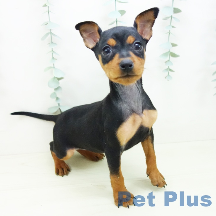 愛知県のミニチュアピンシャー (ペットプラス みなと店/2025年11月3日生まれ/女の子/ブラックタン)の子犬の2枚目の画像