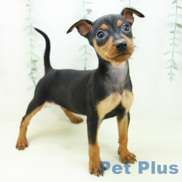 愛知県のミニチュアピンシャー (ペットプラス イオンモール長久手店/2025年11月3日生まれ/女の子/ブラックタン)の子犬の1枚目の画像