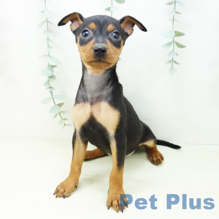 愛知県のミニチュアピンシャー (ペットプラス イオンモール長久手店/2025年11月3日生まれ/女の子/ブラックタン)の子犬の2枚目の画像