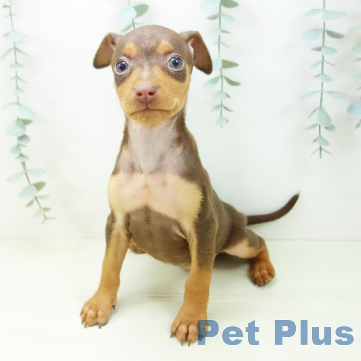 福井県のミニチュアピンシャー (ペットプラス 福井店/2025年11月3日生まれ/女の子/チョコレートタン)の子犬の2枚目の画像