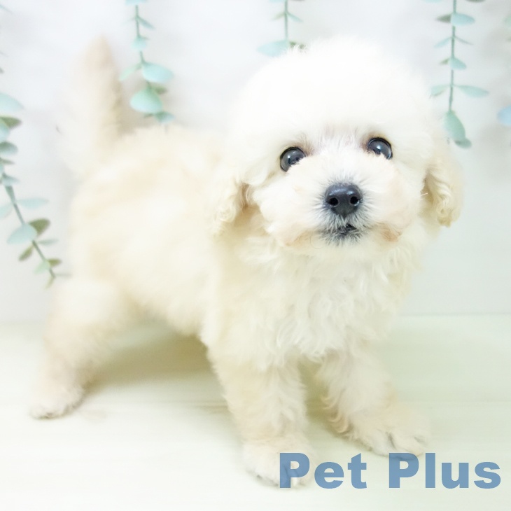 愛知県のトイプードル(トイ) (ペットプラス 東浦店/2025年11月2日生まれ/男の子/ペールフォーン)の子犬の1枚目の画像