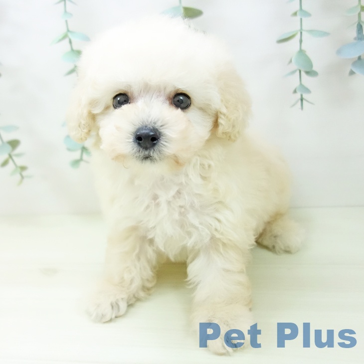 愛知県のトイプードル(トイ) (ペットプラス 東浦店/2025年11月2日生まれ/男の子/ペールフォーン)の子犬の2枚目の画像