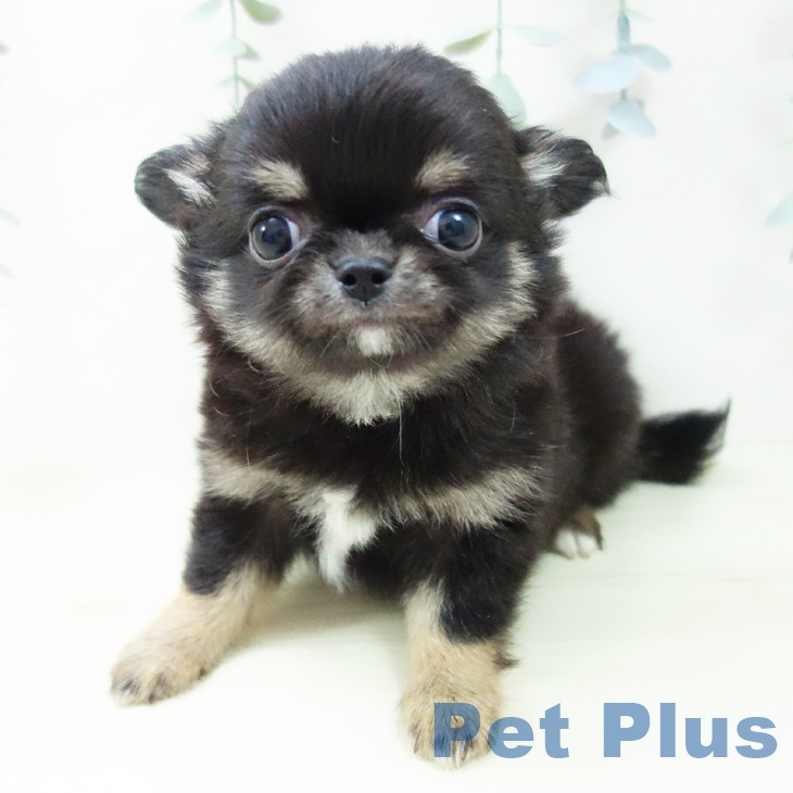 愛知県のチワワ(ロング) (ペットプラス ナゴヤドーム前店/2025年11月3日生まれ/女の子/ブラックタン)の子犬の1枚目の画像