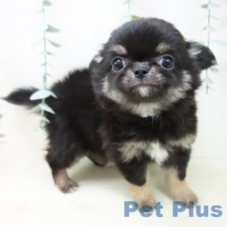 愛知県のチワワ(ロング) (ペットプラス ナゴヤドーム前店/2025年11月3日生まれ/女の子/ブラックタン)の子犬の2枚目の画像