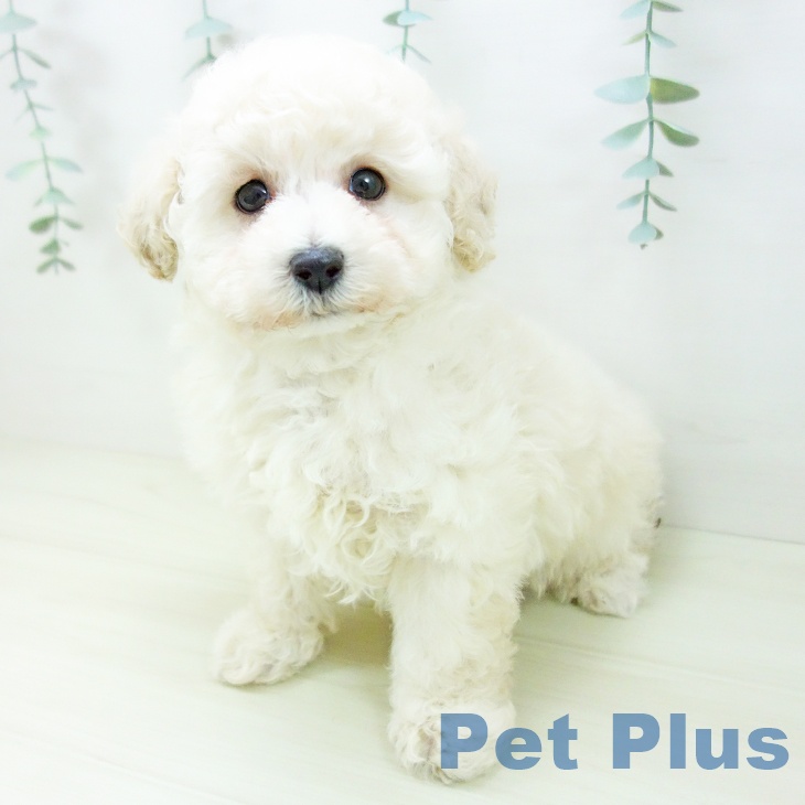 三重県のトイプードル(トイ) (ペットプラス 津南店/2025年11月3日生まれ/男の子/クリーム)の子犬の1枚目の画像