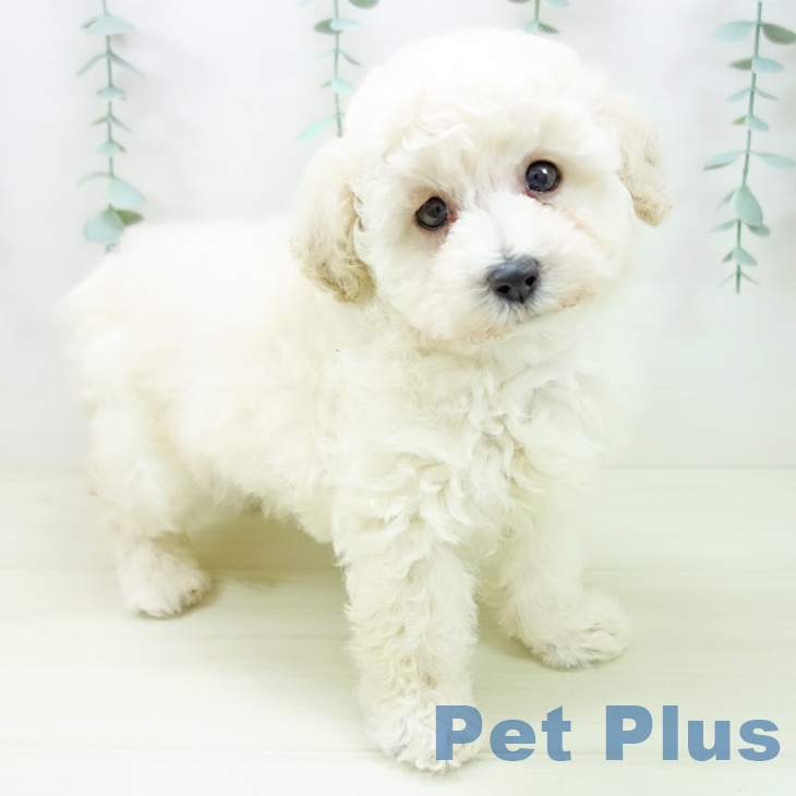 三重県のトイプードル(トイ) (ペットプラス 津南店/2025年11月3日生まれ/男の子/クリーム)の子犬の2枚目の画像