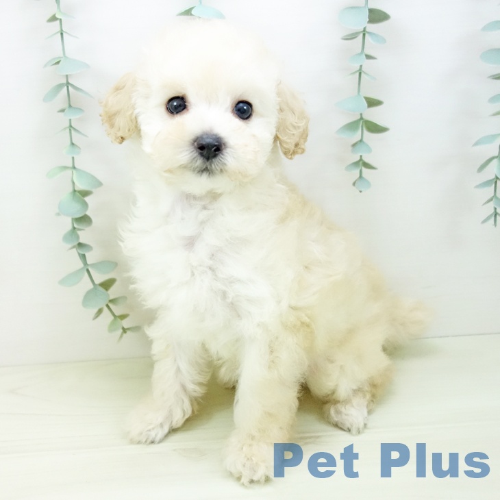愛知県のトイプードル(トイ) (ペットプラス 千種店/2025年11月3日生まれ/女の子/クリーム)の子犬の1枚目の画像