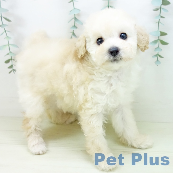 愛知県のトイプードル(トイ) (ペットプラス 千種店/2025年11月3日生まれ/女の子/クリーム)の子犬の2枚目の画像