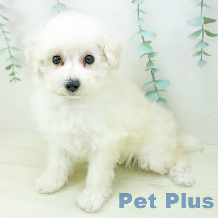 愛知県のトイプードル(トイ) (ペットプラス イオンモール豊川店/2025年11月3日生まれ/女の子/クリーム)の子犬の2枚目の画像