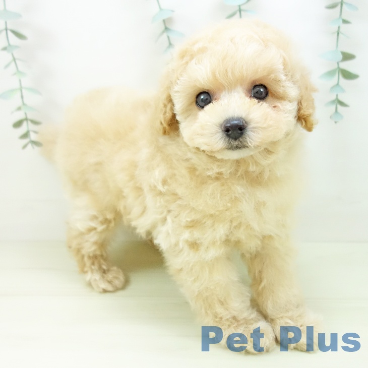 愛知県のトイプードル(トイ) (ペットプラス 東浦店/2025年11月3日生まれ/男の子/クリーム)の子犬の1枚目の画像