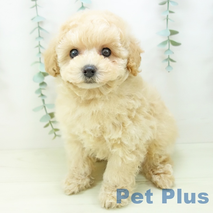 愛知県のトイプードル(トイ) (ペットプラス 東浦店/2025年11月3日生まれ/男の子/クリーム)の子犬の2枚目の画像