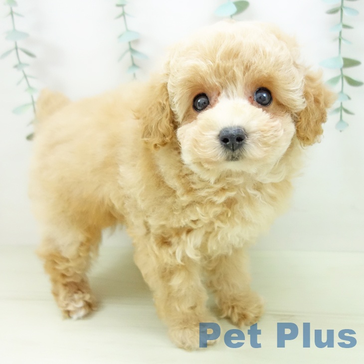 三重県のトイプードル(トイ) (ペットプラス 鈴鹿店/2025年11月3日生まれ/女の子/アプリコット)の子犬の1枚目の画像
