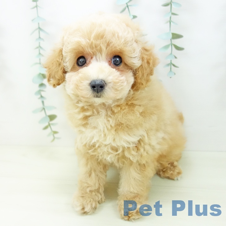 三重県のトイプードル(トイ) (ペットプラス 鈴鹿店/2025年11月3日生まれ/女の子/アプリコット)の子犬の2枚目の画像