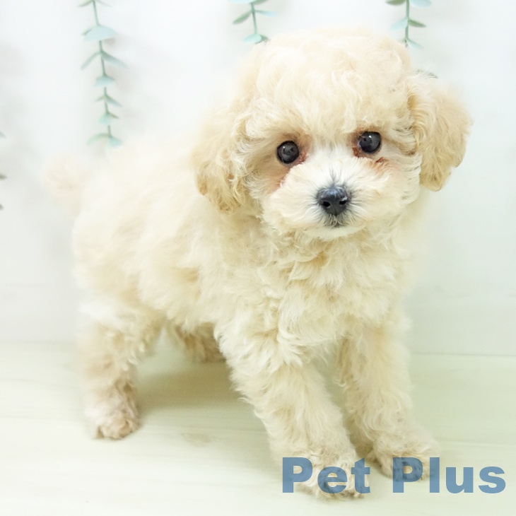 愛知県のトイプードル(トイ) (ペットプラス 岡崎店/2025年11月3日生まれ/女の子/クリーム)の子犬の1枚目の画像