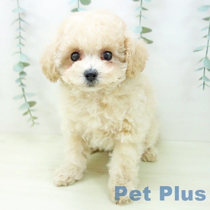 愛知県のトイプードル(トイ) (ペットプラス 岡崎店/2025年11月3日生まれ/女の子/クリーム)の子犬の2枚目の画像