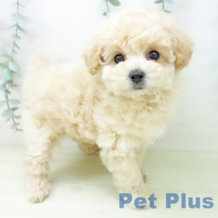 愛知県のトイプードル(トイ) (ペットプラス ナゴヤドーム前店/2025年11月3日生まれ/女の子/クリーム)の子犬の1枚目の画像