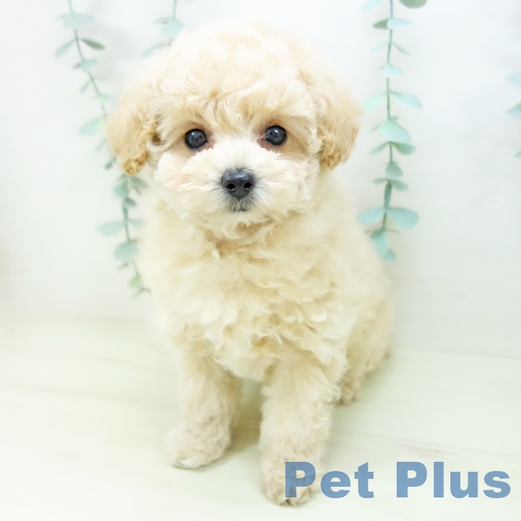 愛知県のトイプードル(トイ) (ペットプラス ナゴヤドーム前店/2025年11月3日生まれ/女の子/クリーム)の子犬の2枚目の画像
