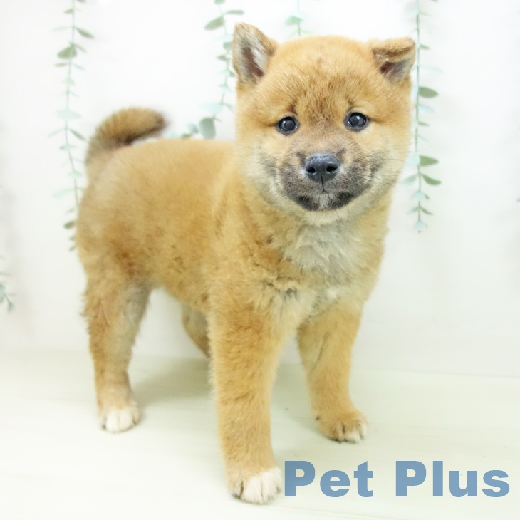 愛知県の柴犬(標準サイズ) (ペットプラス イオンモール豊川店/2025年11月3日生まれ/女の子/赤)の子犬の1枚目の画像