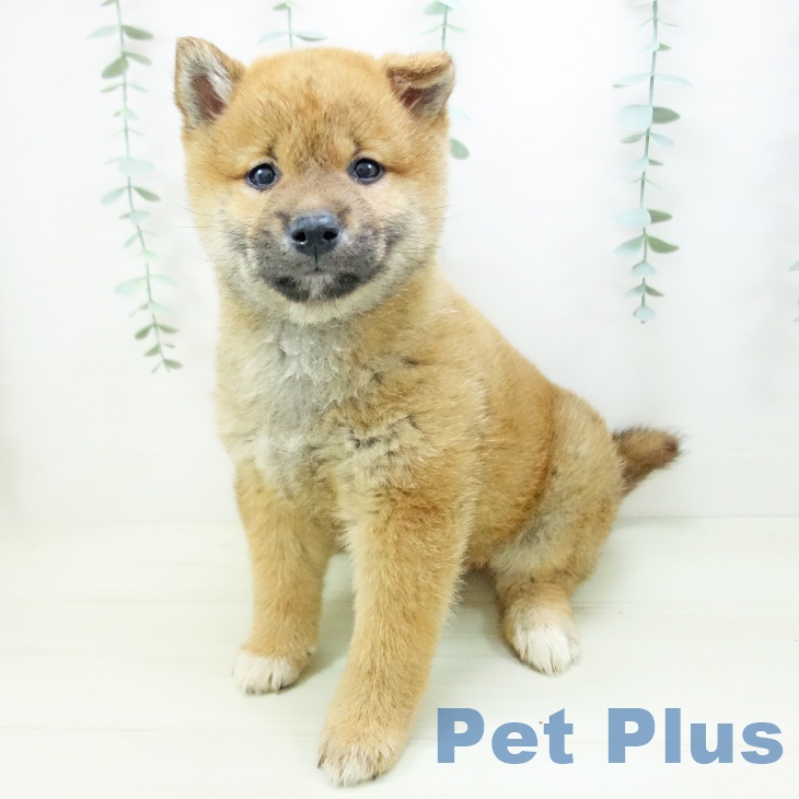 愛知県の柴犬(標準サイズ) (ペットプラス イオンモール豊川店/2025年11月3日生まれ/女の子/赤)の子犬の2枚目の画像