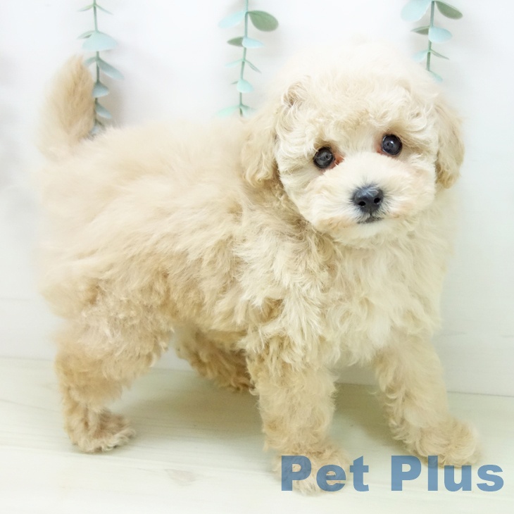 愛知県のトイプードル(トイ) (ペットプラス イオンモール豊川店/2025年11月3日生まれ/男の子/クリーム)の子犬の1枚目の画像